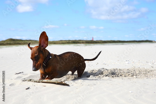 dachshund/ small dachshund digging in the sand