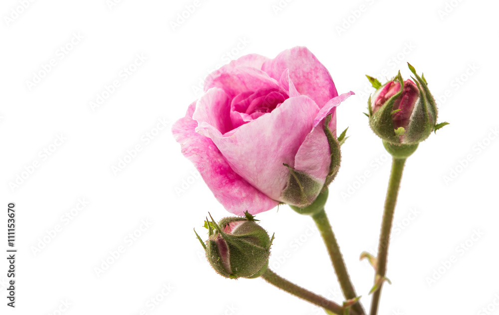 Fototapeta premium flower pink rose isolated