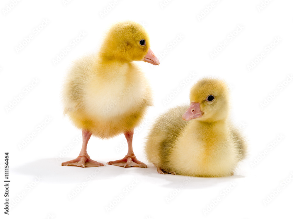chicken goose chicken goose