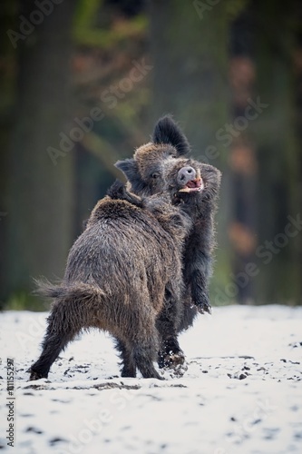Photography Wild boar males fight on a white snow/big wild boars fight on a white snow in wi