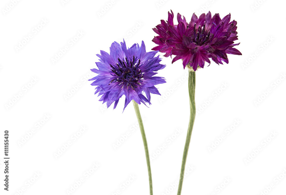 flower cornflower isolated flower cornflower isolated