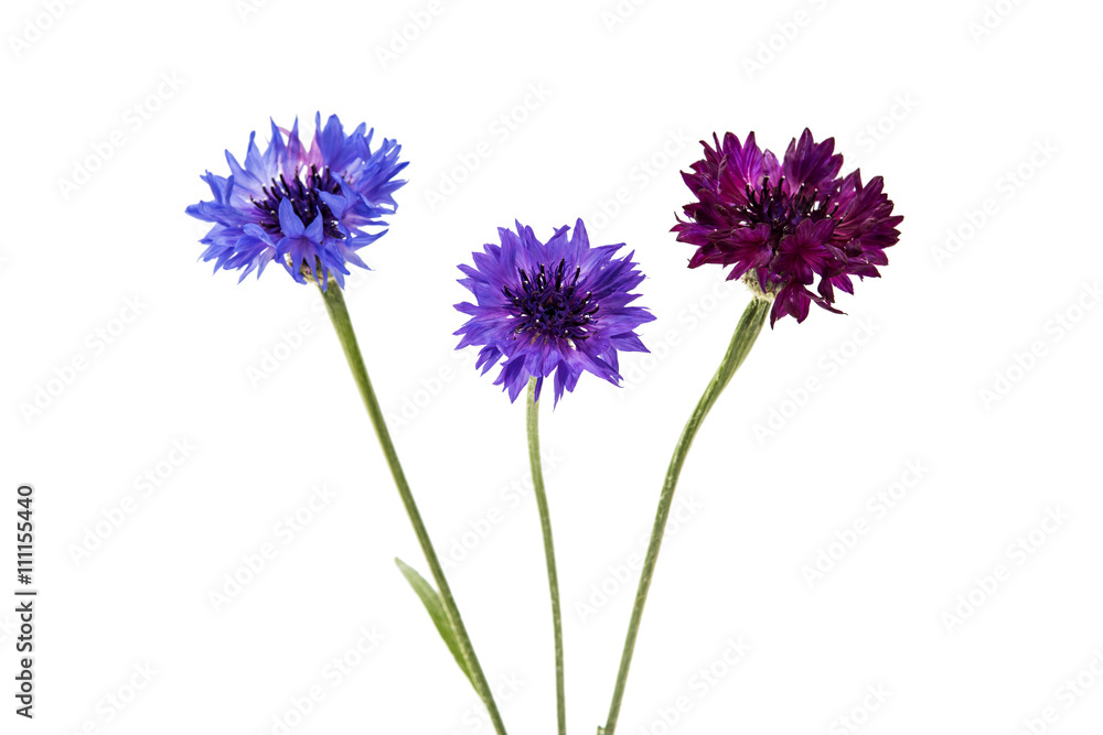 flower cornflower isolated flower cornflower isolated