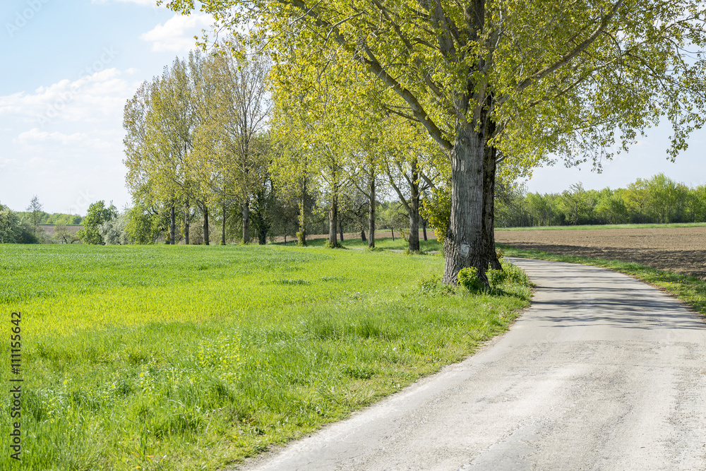 field path at spring time