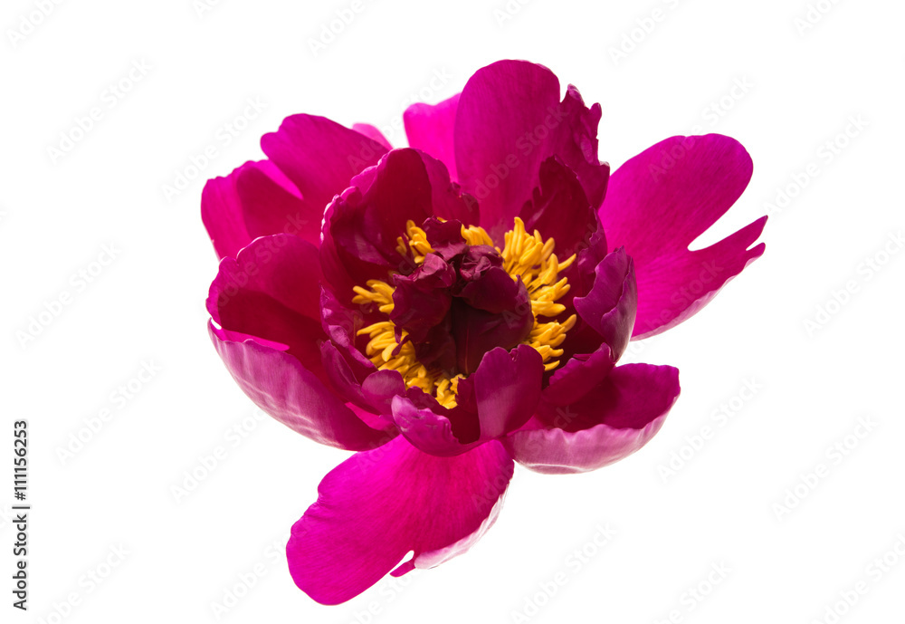 Naklejka premium red peony flower isolated