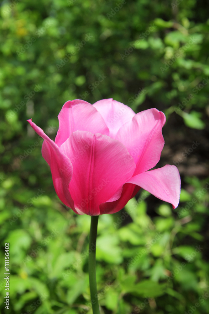 one pink tulips in the park