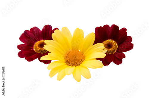 camomile flowers isolated