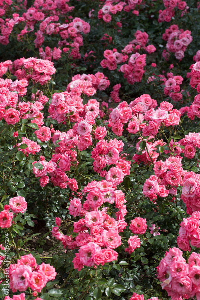 Beautiful bunsh pink roses close-up Beautiful bunsh pink roses close-up