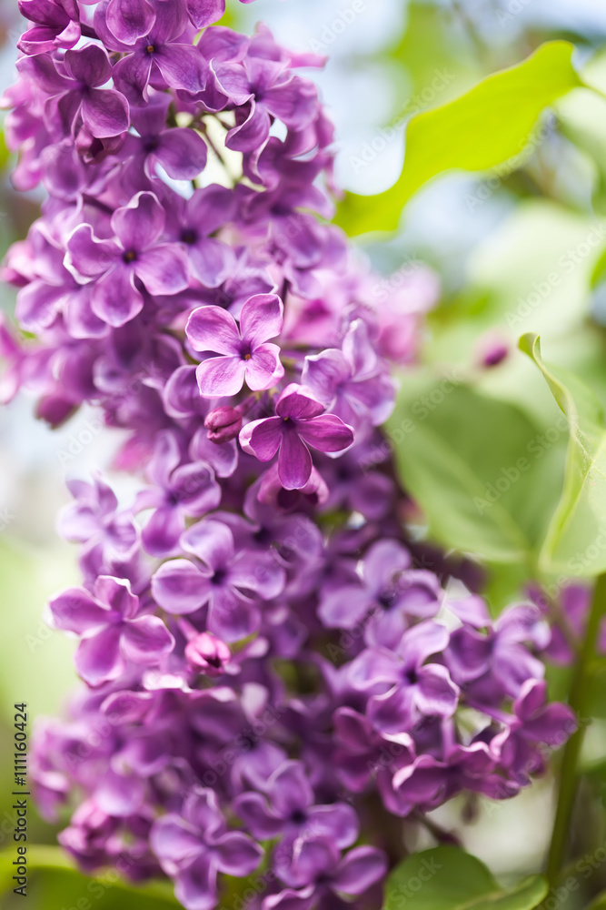 Beautiful lilac flowers. springtime concept, soft focus. vertical image