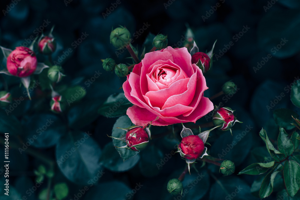Naklejka premium Pink rose with dark green leaves growing in rose garden