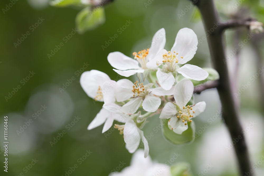 Blooming apple tree. Macro view white flowers. Spring nature landscape. Soft background