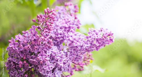 Lilac flowers. Macro view violet flowers branch. ornamental blooming shrub. copy space
