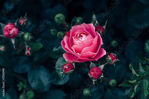 Pink rose with dark green leaves growing in rose garden © anna_rostova