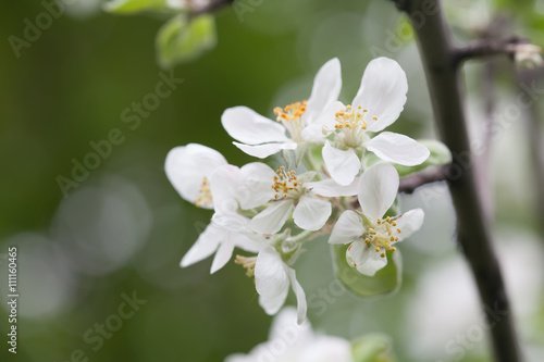 Blooming apple tree. Macro view white flowers. Spring nature landscape. Soft background