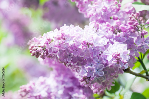 Blooming pink flowers. Lilac bush macro view. Sunny day, spring time scene