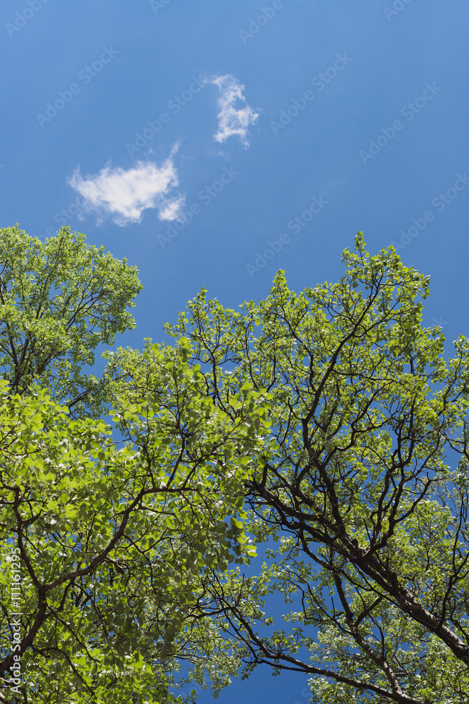 The aspen green leaves on a background of blue sky and clouds.