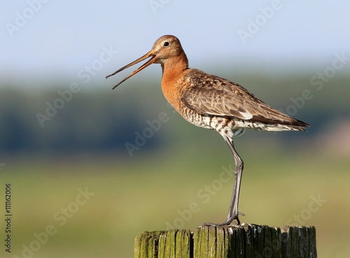 European Black-tailed Godwit (Limosa limosa).
calling out in alarm to protect his nest.
