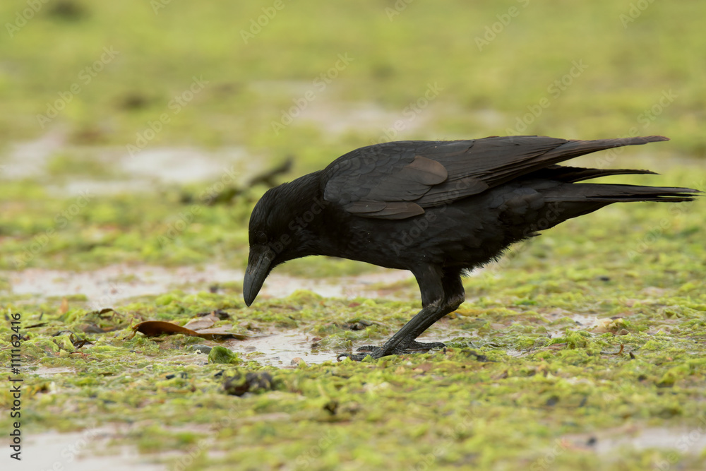 Fototapeta premium Carrion Crow, Corvus Corone