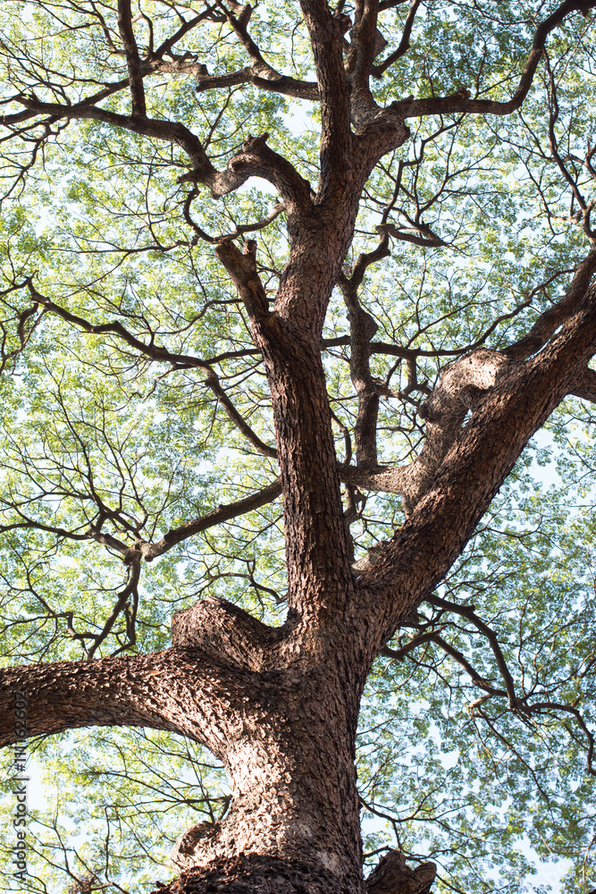 details of green leaf and branch tree foliage background details of green leaf and branch tree foliage background