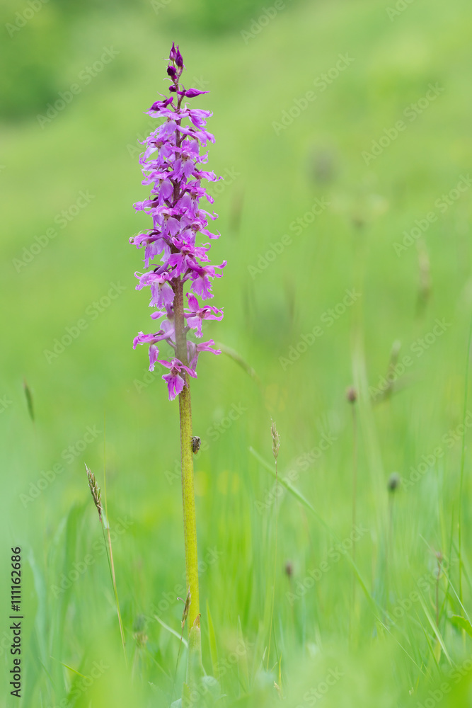Obraz premium Anacamptis palustris. Wild orchid