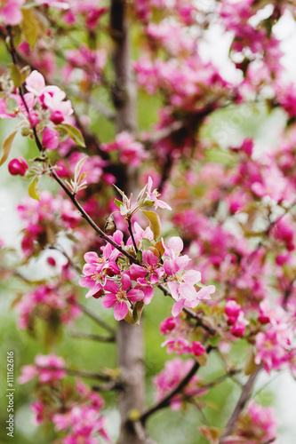 Apple blooming branch