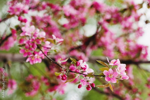 Apple blooming branch