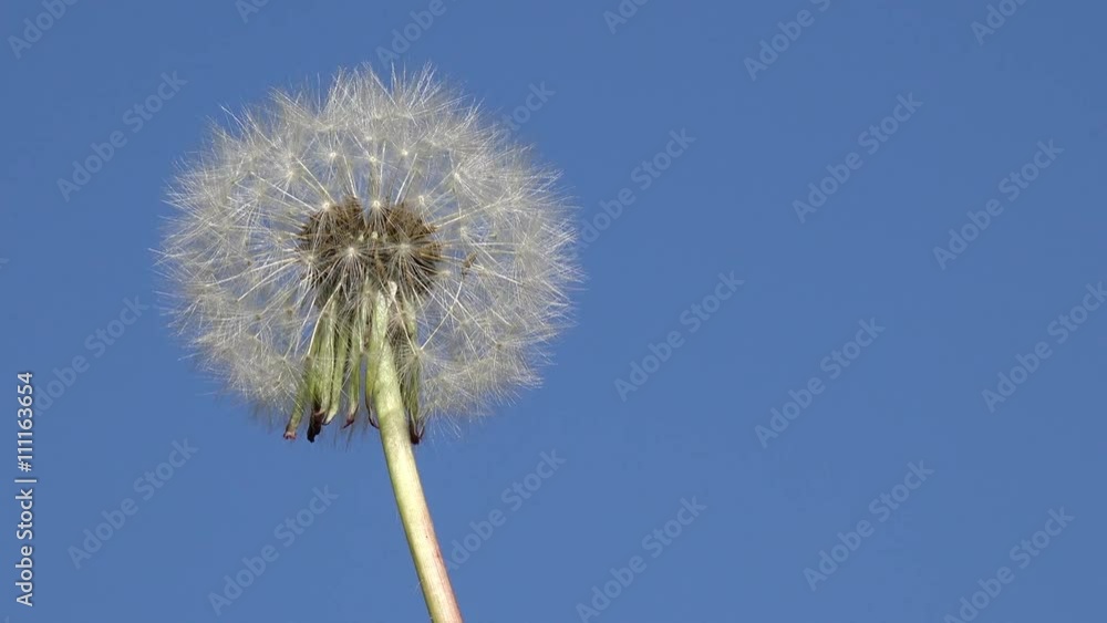 dandelion in front of blue sky dandelion in front of blue sky
