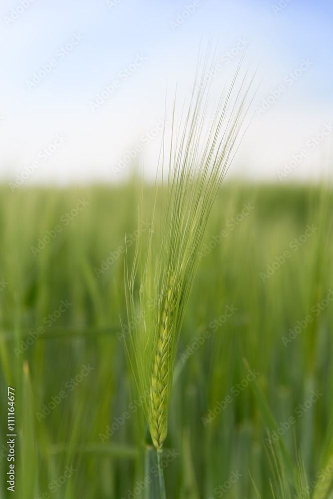 Ear of grain on a green field
