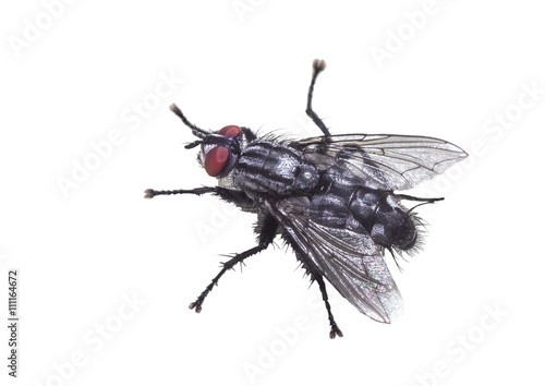 Fly meatfly isolated on white background