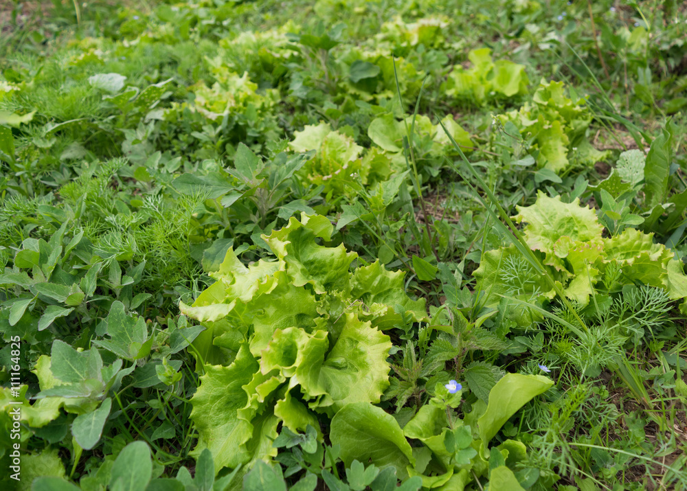 Lettuce flowerbed full of weed, needs care and weeding Lettuce flowerbed full of weed, needs care and weeding