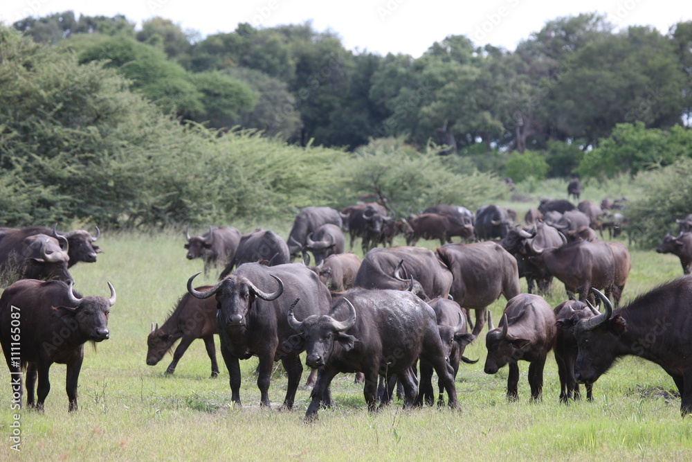 Wild Africa Botswana savannah African Buffalo animal mammal Wild Africa Botswana savannah African Buffalo animal mammal