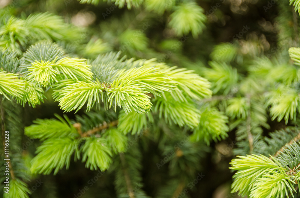 Fir tree Fir tree