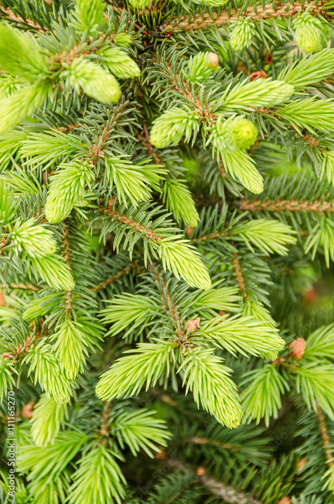 Fototapeta premium Fir tree