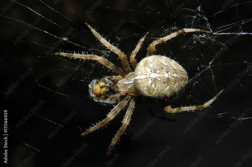 a cross spider is wrapping a hornet, that get caught in its web, with silk we still can see the hornet through the silk a cross spider is wrapping a hornet, that get caught in its web, with silk we still can see the hornet through the silk