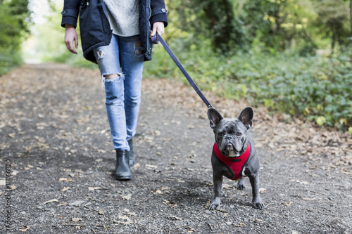 Gehweg,Haustier,Hund,Freizeit,spazierengehen,Park,Natur photo