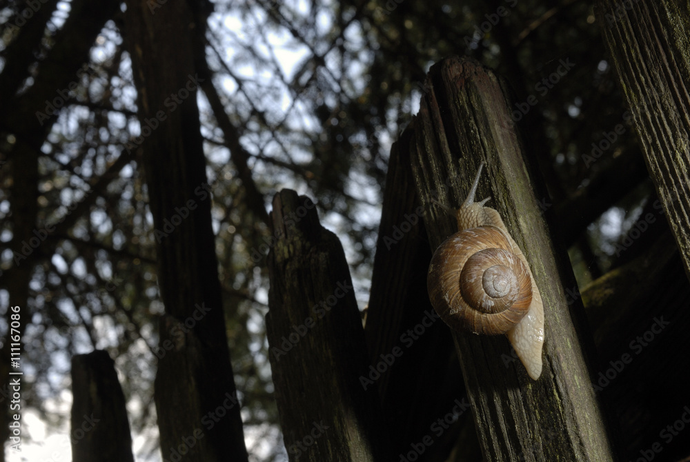 Burgundy snail (Helix, Roman snail, edible snail, escargot) crawling on its old wood Burgundy snail (Helix, Roman snail, edible snail, escargot) crawling on its old wood