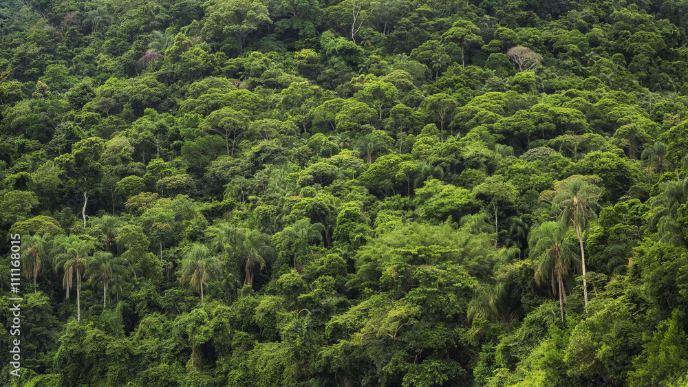Obraz premium Dense tropical rainforest in Brazil, nature background. 