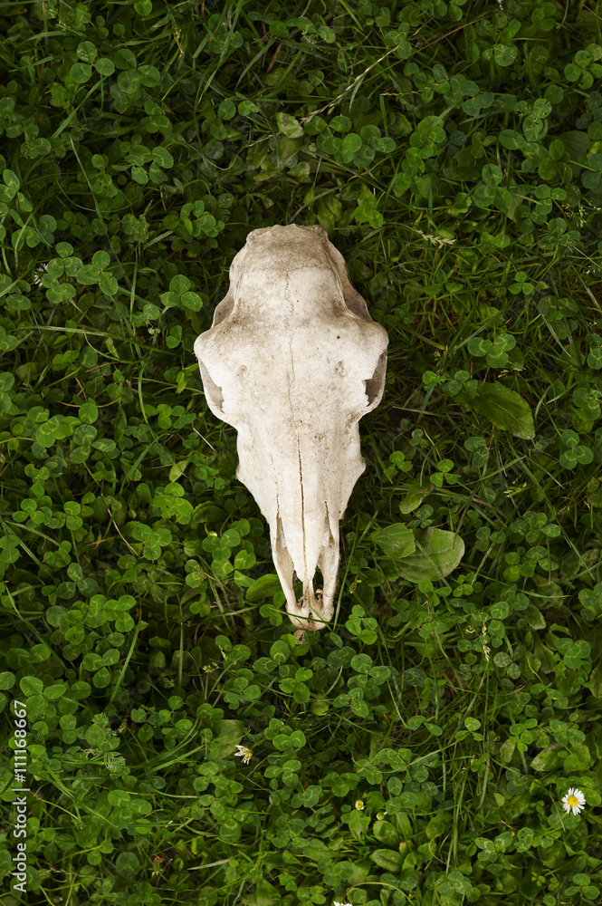 Skull of a dead sheep in the green grass Skull of a dead sheep in the green grass