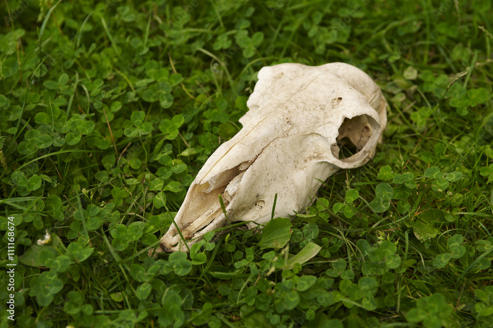 Skull of a dead sheep in the green grass Skull of a dead sheep in the green grass