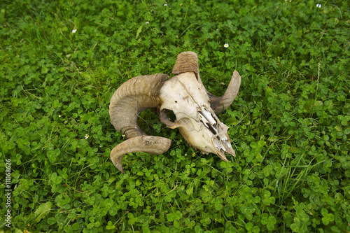 Sheeps skull with copy space.