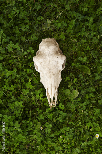 Skull of a dead sheep in the green grass