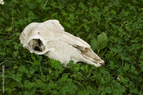 Skull of a dead sheep in the green grass © Petr Bonek