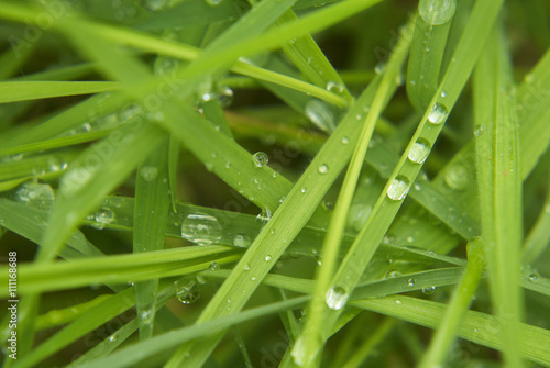 Water drops on the green grass 