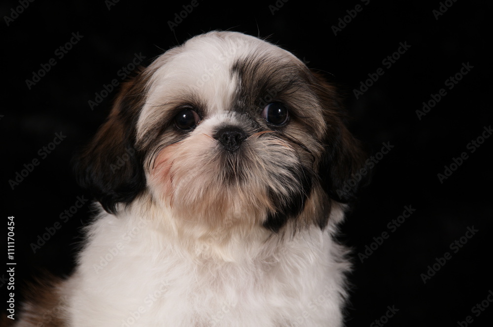 Shih-Tzu en studio