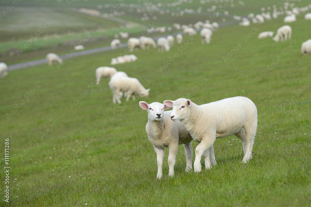 two white lamb standing in front of sheep herd two white lamb standing in front of sheep herd