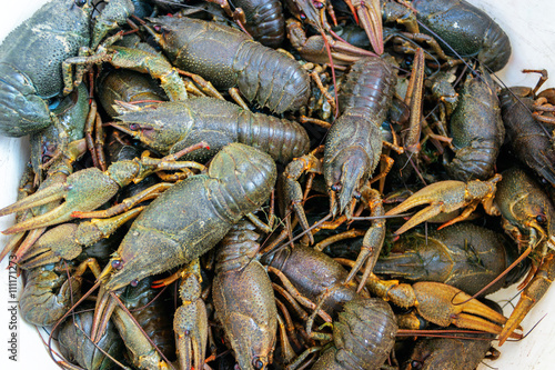 live crayfish closeup