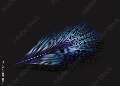 Vector illustration of the blue feather
