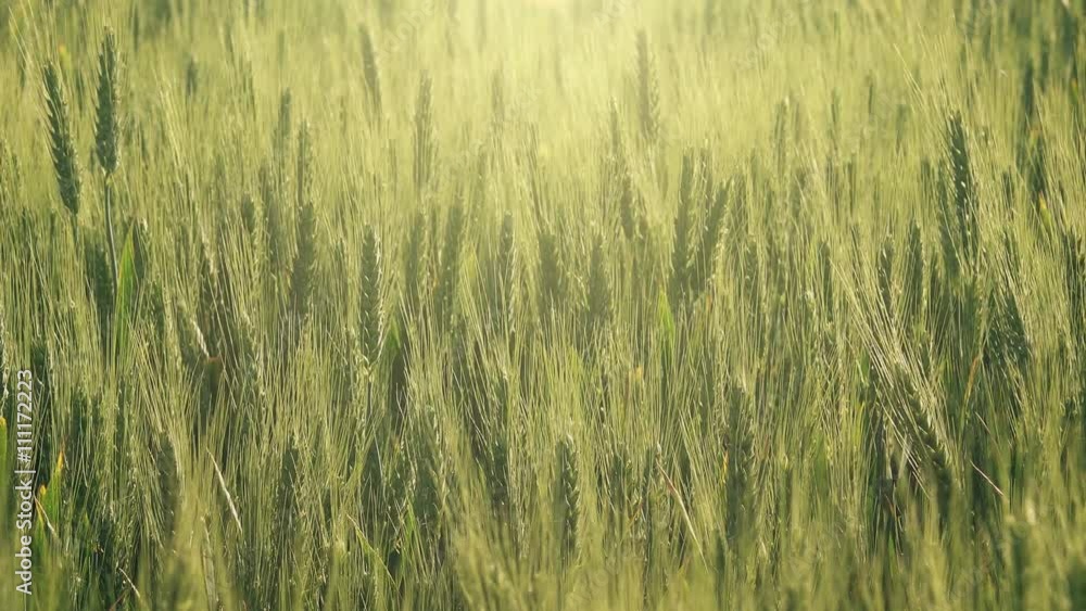 Young green wheat cultivated field in sunset, backlit sunlight Young green wheat cultivated field in sunset, backlit sunlight