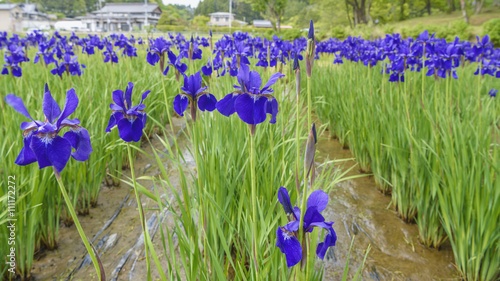 Photos 公園に咲くアヤメ