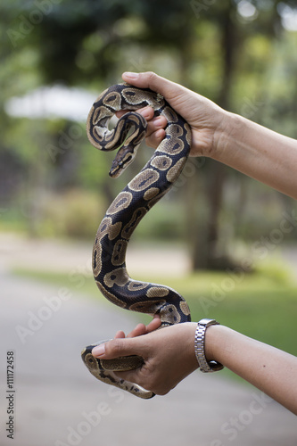 A poisonous snake in the hands