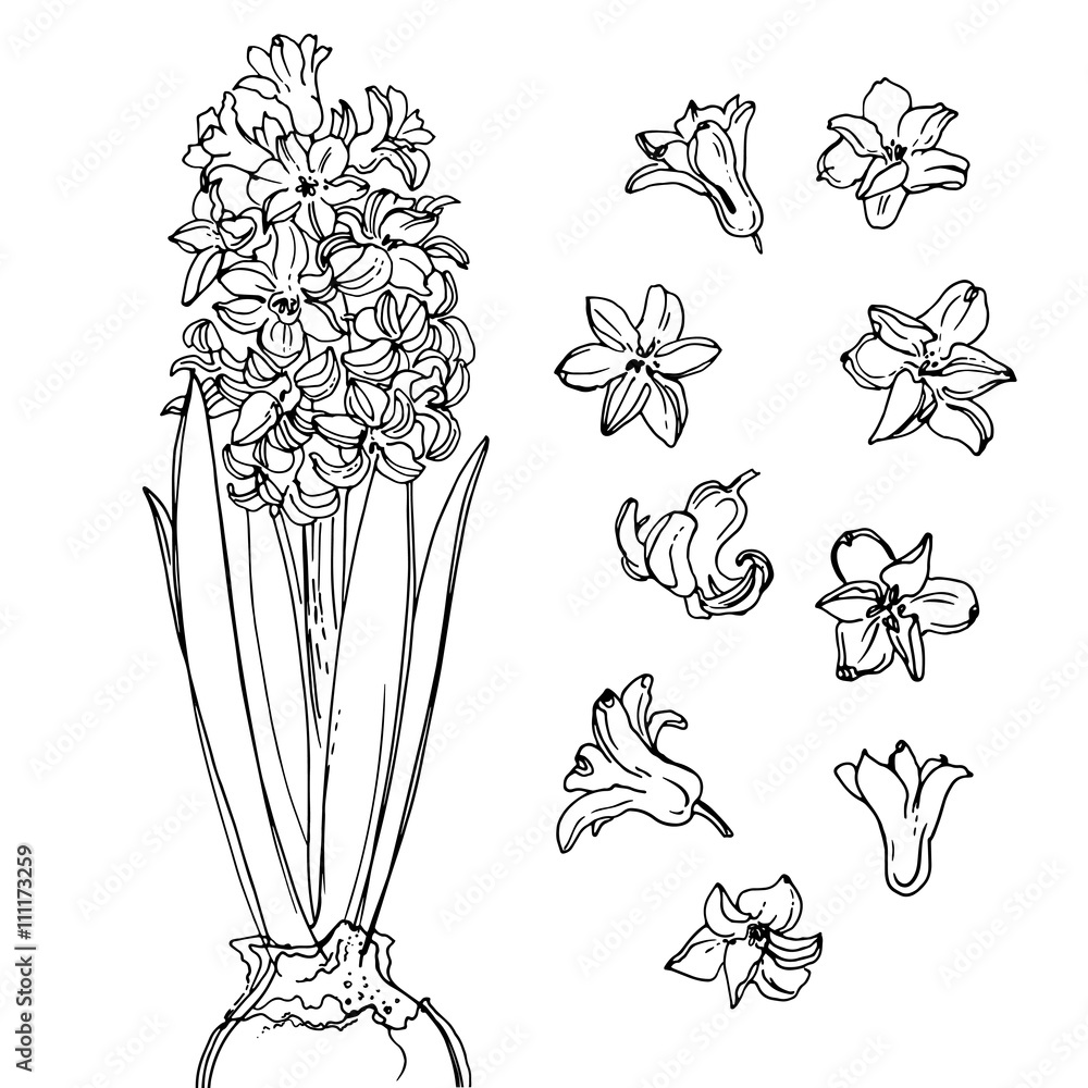 Hyacinth Flowers Line Drawn On A White Background Sketch Hyacinth Spring Flowers Vector Drawing Of Flower Stock イラスト Adobe Stock